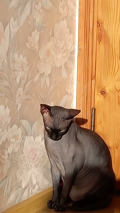 Доча греется на солнышке 🌞 🐈‍⬛ - YouTube