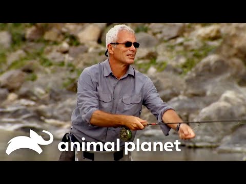 Jeremy Goes FLY FISHING! | River Monsters | Animal Planet