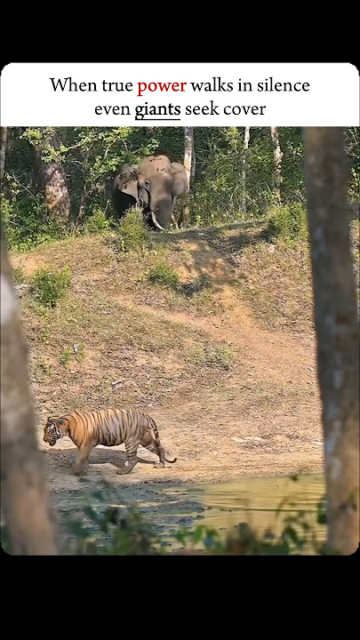 || True power | Tiger🐯 vs Elephant🐘.....                                                     #shorts