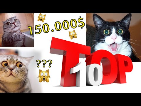 Дэлхийн хамгийн үнэтэй TOP - 10 муур