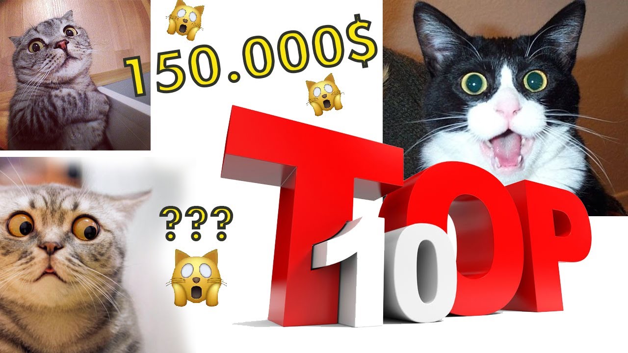 Дэлхийн хамгийн үнэтэй TOP - 10 муур