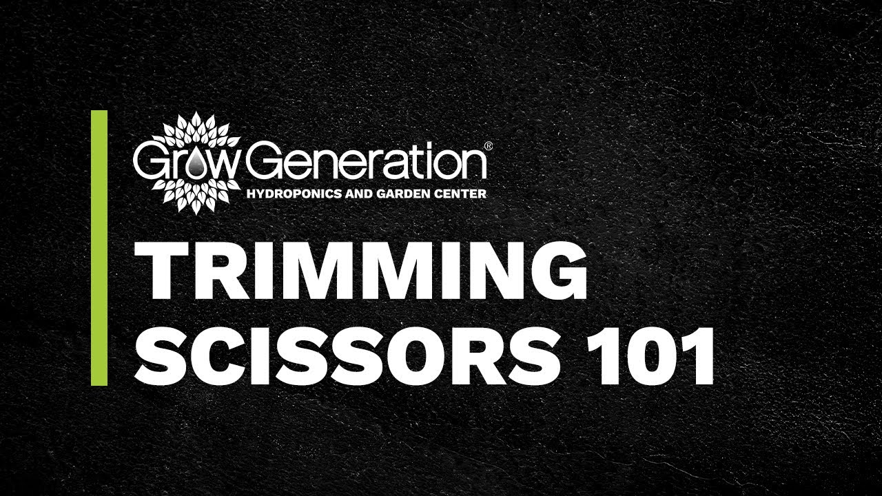 Chikamasa Trimming Scissors Review - THCFarmer
