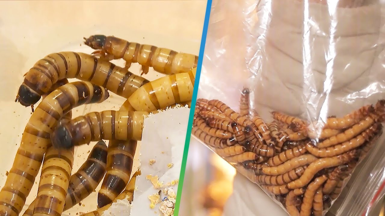 «Супер-черви» спасут планету? Ученые провели эксперимент над личинками, поедающими пластик