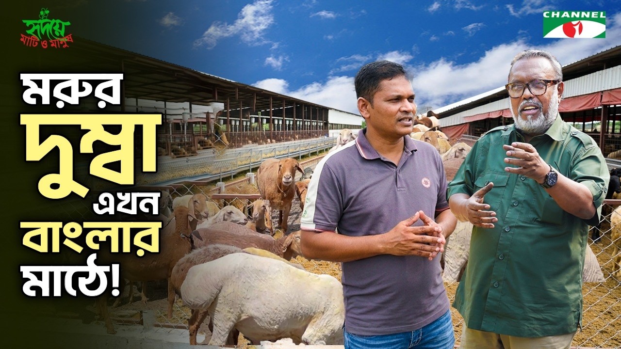 ৪টি দুম্বা থেকে ৪০০টির খামার! | মরুর দুম্বা এখন বাংলাদেশে!