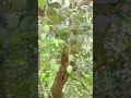 najar chahti hai Didar kar lehahe