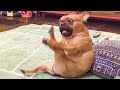 Funny Animal Videos 2022 😂 - Funniest Cats And Dogs Videos 😺😍