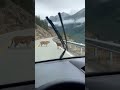 Insane! Tiger Spotted Dragging Kill on Highway 🐯 #shorts