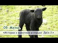 09. "Метка"  - диск "Истории о животных и птицах №2" Новые рассказы 2018. МСЦ ЕХБ