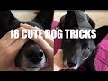 18 CUTE DOG TRICKS TO TEACH YOUR DOG