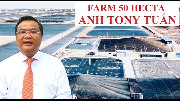 CẬN CẢNH KHU NUÔI 50HA ĐẸP NHẤT BẠC LIÊU #nuoitom​​​​ #thuhoachtom​​​​ #tom​​​ #nuoitomsieuthamcanh