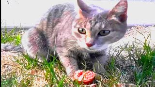 Feeding a street cat 😺 by GOOD ALEX 350 views 3 years ago 1 minute, 23 seconds