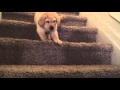 7-week-old yellow Lab goes down stairs for the first time
