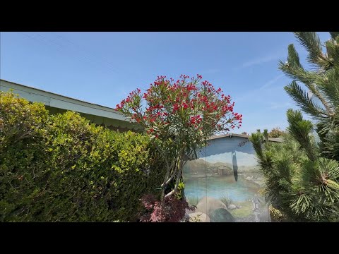HOLTZMAN'S GARDEN UPDATE 6-12-25