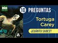 Cuestionario sobre la Tortuga Carey