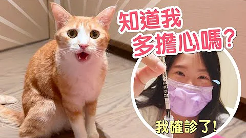 確診期間不摸貓！媽寶貓激動吵翻天啦～｜傲嬌爸的養貓日常 - 天天要聞