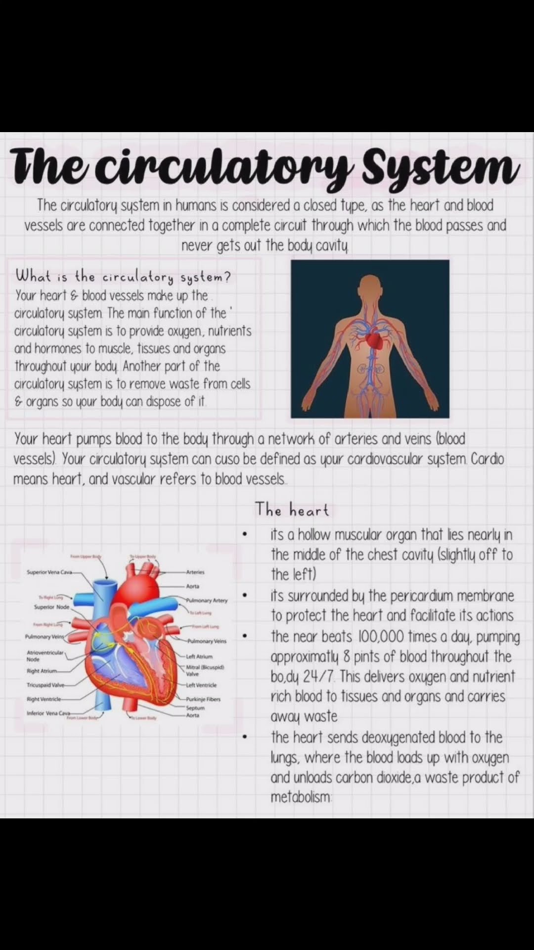 What Is Circulatory System shorts viral trending trendingshorts What Is Circulatory System shorts viral trending trendingshorts