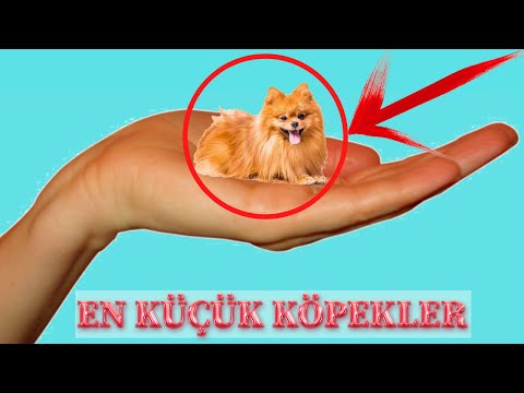 DÜNYANIN EN KÜÇÜK