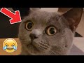 🐱THE BEST FUNNY AND CUTE CAT VIDEOS OF THE WEEK 🐱 Try Not To Laugh or Grin Challange !