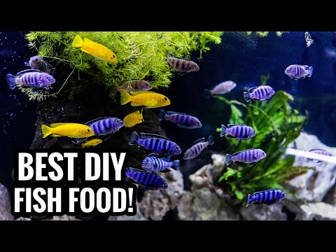 Video: Công thức cho thực phẩm Cichlid tự làm