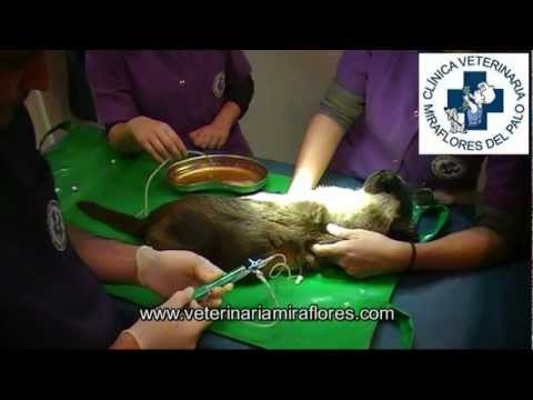 Video: Líquido En Los Pulmones De Los Gatos
