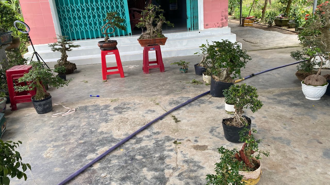 10/3 Gl ae ít mã cây cảnh cần ib em nhé 0852139168