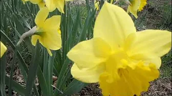 Hong Ting - A Bit of Gold