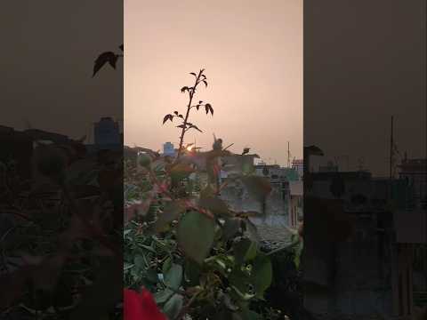 Dil Lagana Mana Tha Naturelover Flowers Nature Shorts Popular Foryou 