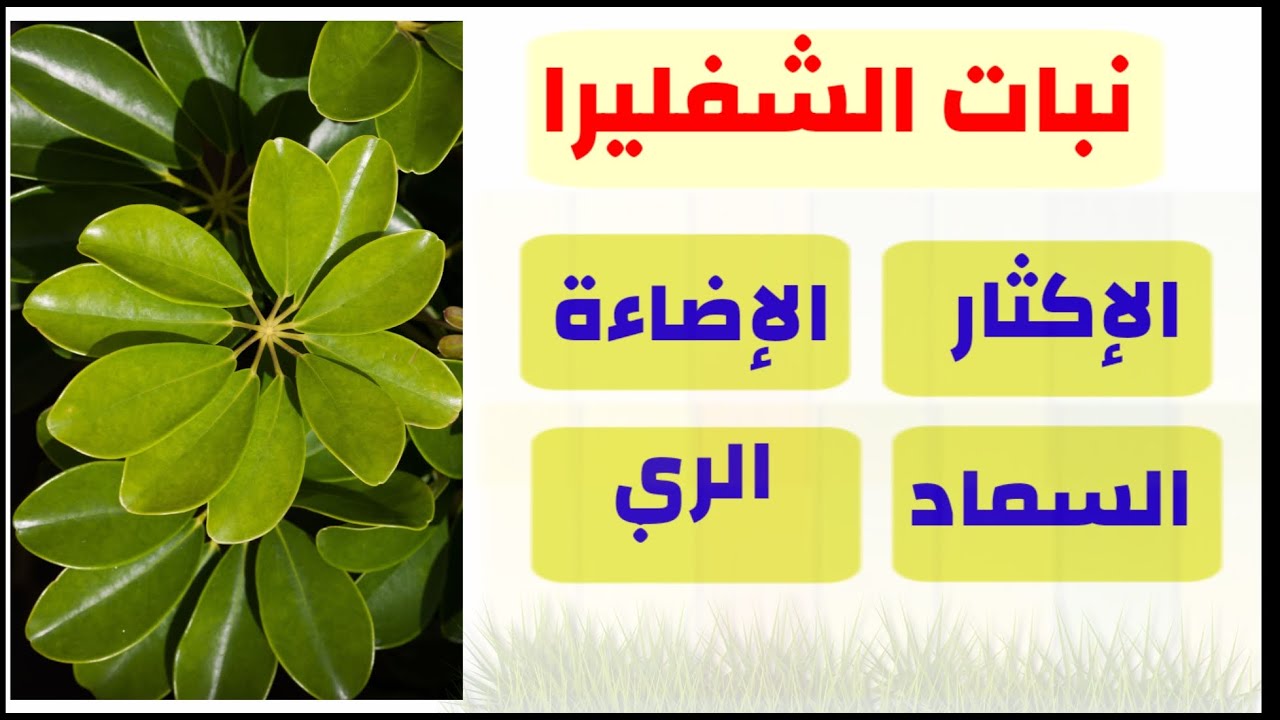 نبات الشفليرا، طريقة اكثار شفليرا و كل ما تريد معرفته عن هذا النبات.