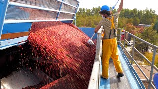 How 100 Billion Cranberries Are Harvested In 6 Weeks