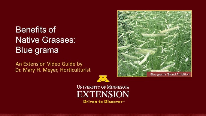 Plants That Survive and Thrive on the OBX – Blue Grama Grass