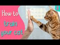 How to Train your Cat and Clicker Training for Cats | Furry Feline Facts
