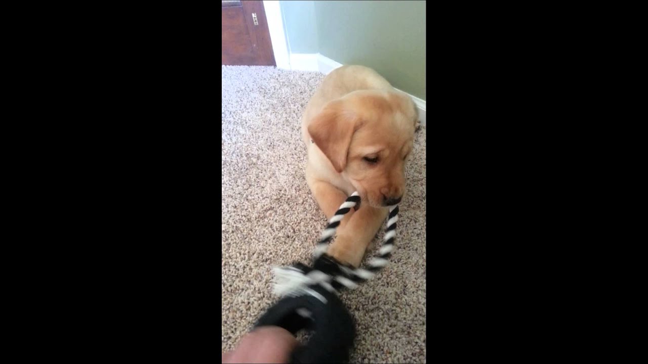 yellow lab for sale in michigan yellow lab for sale in michigan