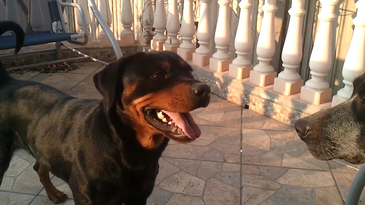 Rottweiler angry YouTube