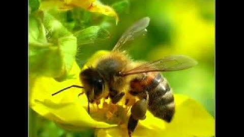 تلاوة لا توصف للشيخ أحمد العجمي سورة النحل   sheikh ahmed al ajmi surah annahl