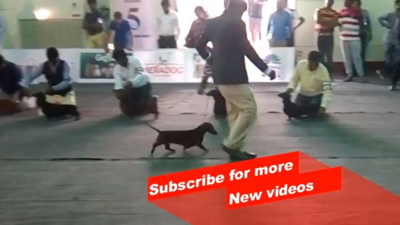 Wow ! Most Amazing dog breeds Bangalore championship dog Show