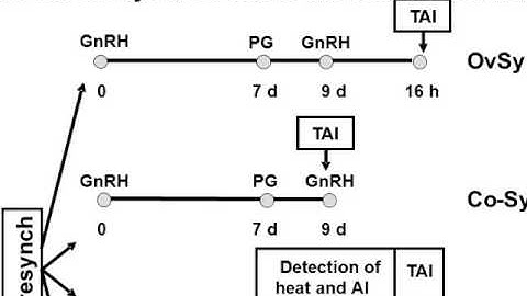TV4001 Synchronisation of oestrus in cattle 7 GnRH based protocols