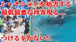 無法地帯？シャチショーを妨害・・やりたい放題？ 鴨川シーワールド シャチショー KamogawaSeaWorld  orca killerwhale