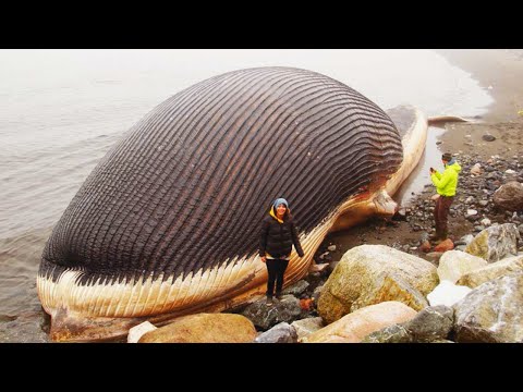World's 10 BIGGEST ANIMALS Of All Time
