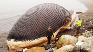 World's 10 BIGGEST ANIMALS Of All Time