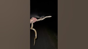 Gopher Snake in Arizona!!