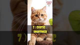 Top 10 Cutest Cats ‍⬛ In The World  2024 #Shorts