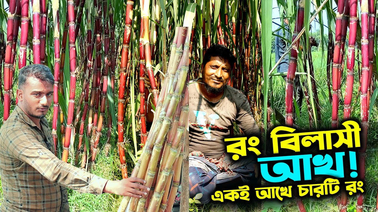 রং বিলাসী আখ চাষ বাণিজ্যিকভাবে | একই আখে ৪ টি রং এক বছরে | উদ্যোক্তার খোঁজে