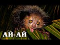 АЙ-АЙ (Мадагаскарская руконожка): Самый странный примат | Интересные факты про приматов