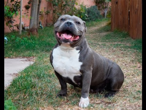 american bully pocket Zina - YouTube