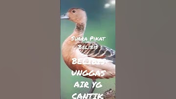 suara belibis #tiktok #instragram #shortvideo #reels #facebook #huntingbelibis #borneo #hunting