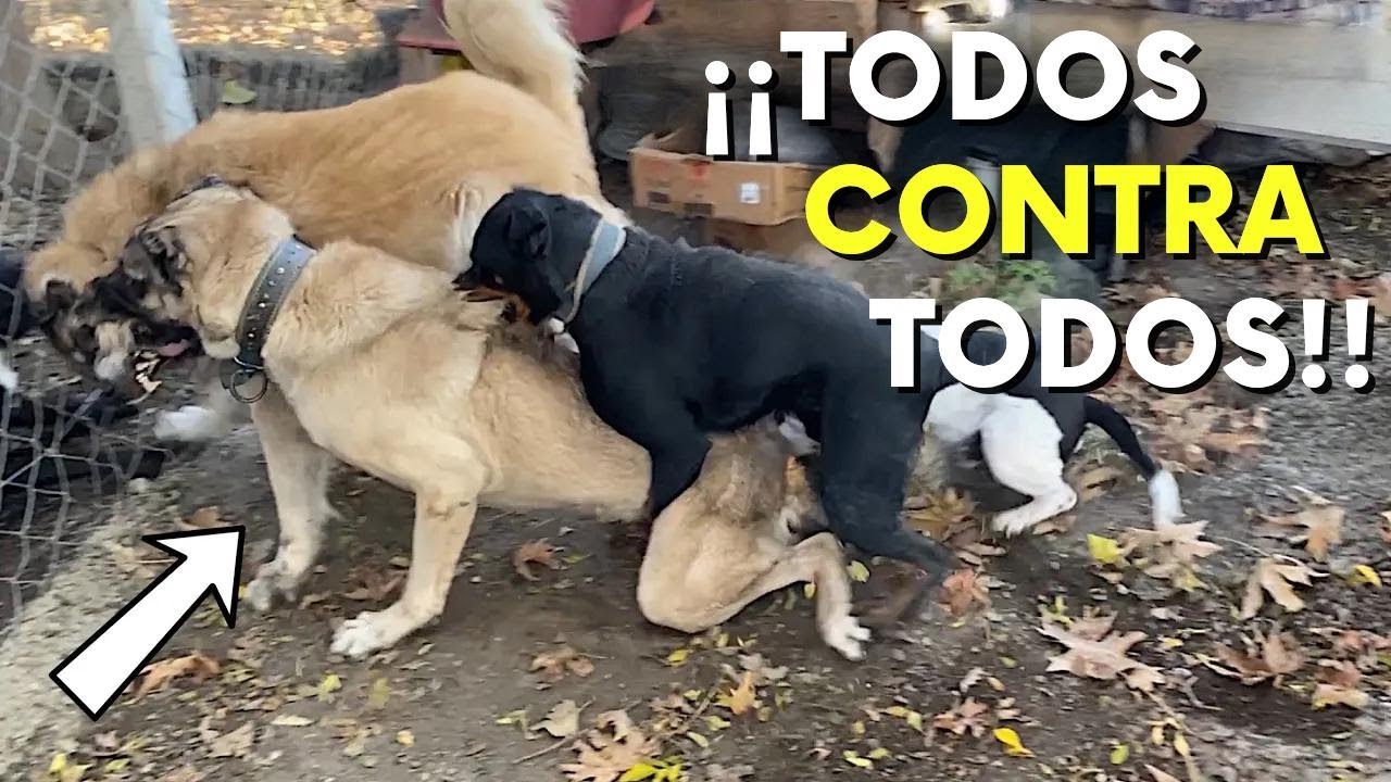 ¡El Kangal de Carlos causa un caos en el jardín con Rottweiler Sofia y Pitbull Efes!