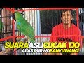 Banyak Yang Tertipu ! INI LOH Suara Asli Cucak Ijo Alas Purwo BANYUWANGI