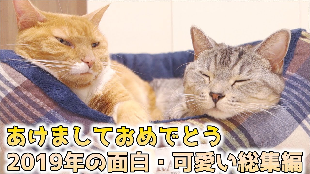 あけましておめでとう 猫ズの面白 可愛い動画19年まとめ Youtube