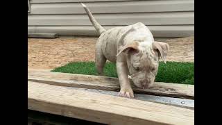 Lilac Ghost Tri Merle Bully