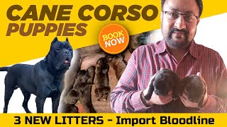 Buy CANE CORSO Puppies in India with KCI papers | CUTE CANE CORSO PUPPIES | Cane Corso in Delhi